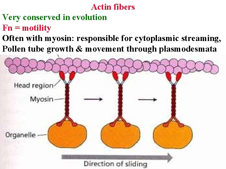 Actin fibers Very conserved in evolution Fn = motility Often with myosin: responsible for