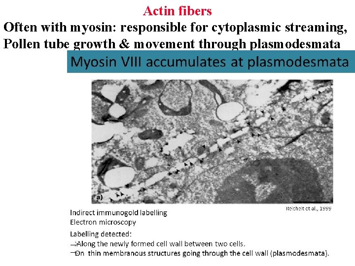 Actin fibers Often with myosin: responsible for cytoplasmic streaming, Pollen tube growth & movement