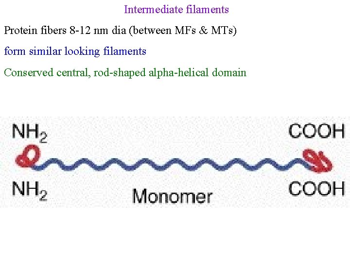 Intermediate filaments Protein fibers 8 -12 nm dia (between MFs & MTs) form similar