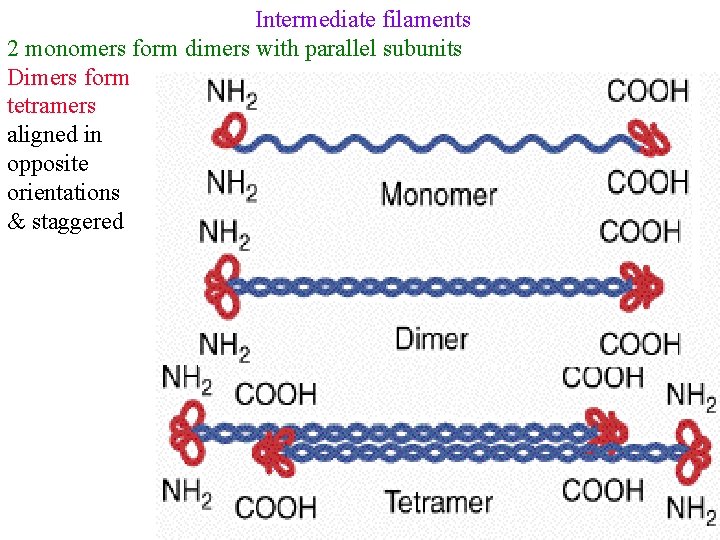 Intermediate filaments 2 monomers form dimers with parallel subunits Dimers form tetramers aligned in