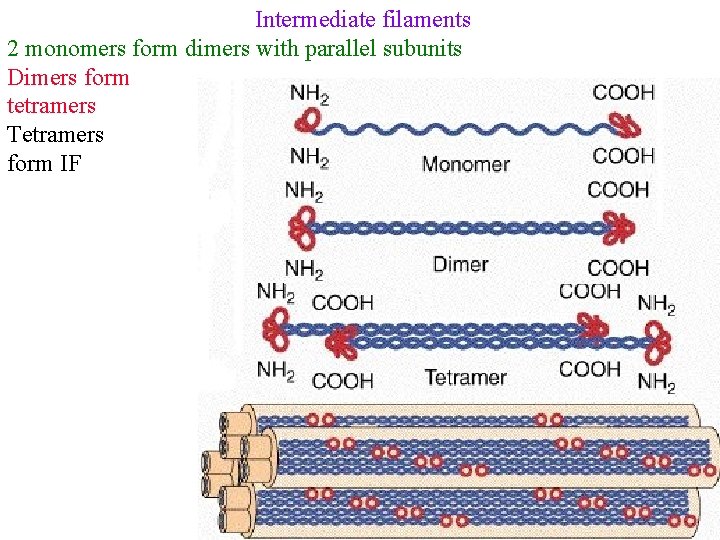 Intermediate filaments 2 monomers form dimers with parallel subunits Dimers form tetramers Tetramers form