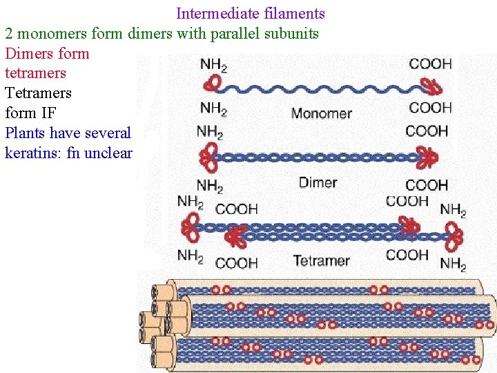 Intermediate filaments 2 monomers form dimers with parallel subunits Dimers form tetramers Tetramers form