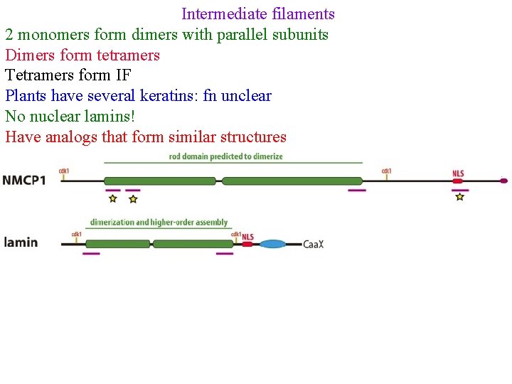 Intermediate filaments 2 monomers form dimers with parallel subunits Dimers form tetramers Tetramers form