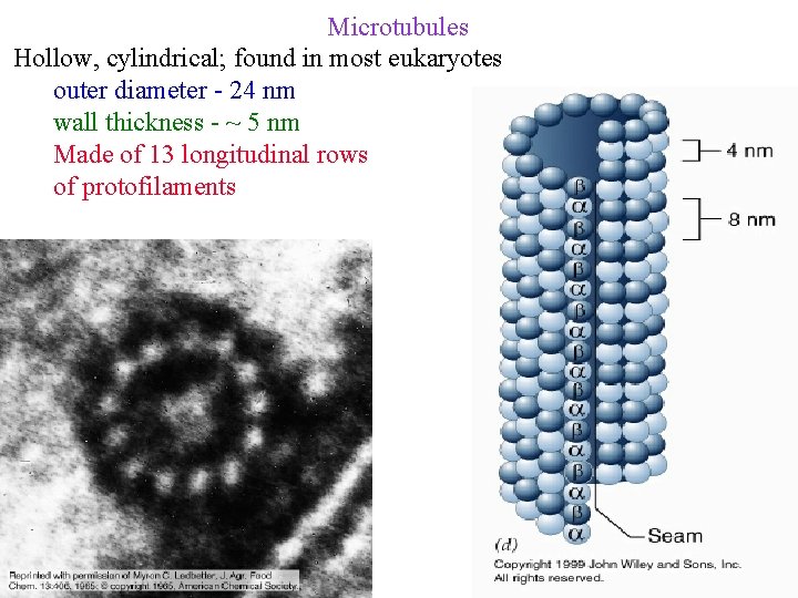 Microtubules Hollow, cylindrical; found in most eukaryotes outer diameter - 24 nm wall thickness