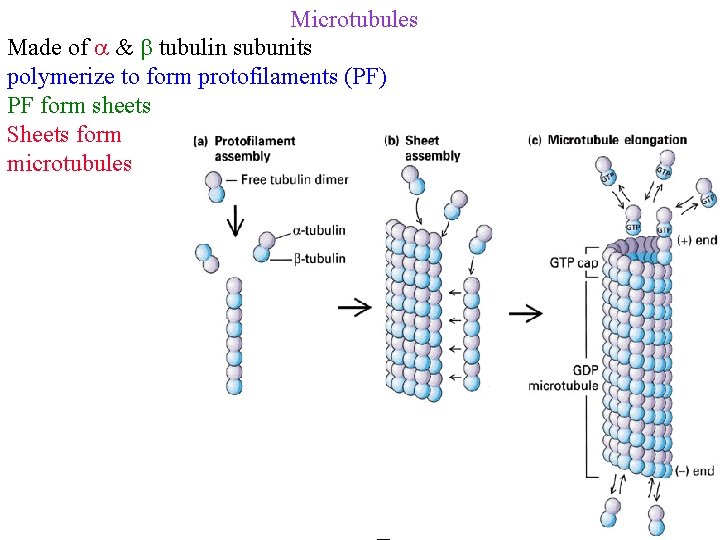 Microtubules Made of tubulin subunits polymerize to form protofilaments (PF) PF form sheets Sheets