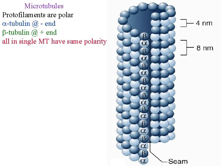 Microtubules Protofilaments are polar -tubulin @ - end -tubulin @ + end all in