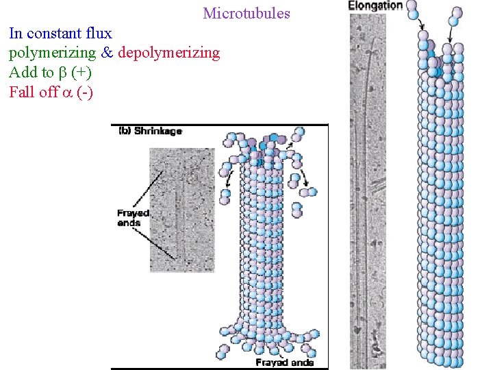 Microtubules In constant flux polymerizing & depolymerizing Add to (+) Fall off (-) 