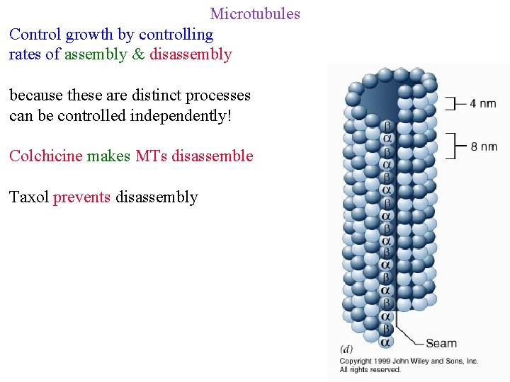 Microtubules Control growth by controlling rates of assembly & disassembly because these are distinct