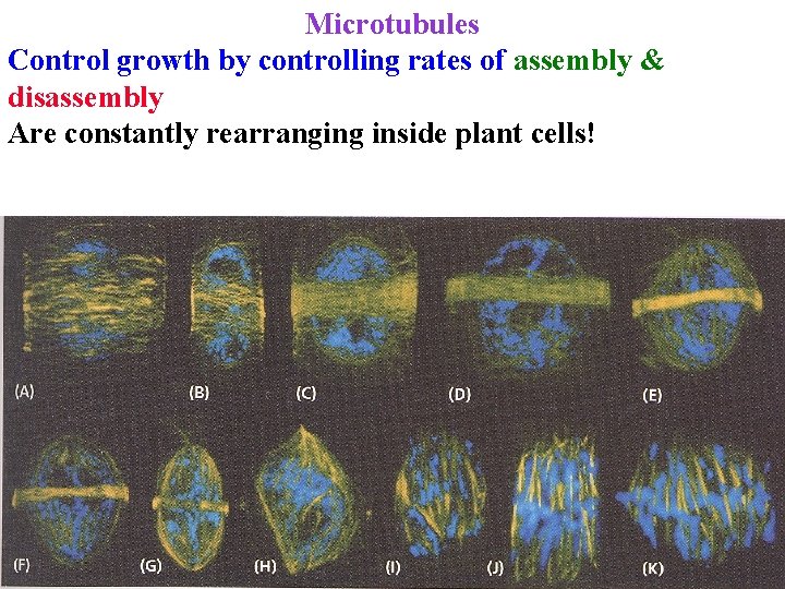 Microtubules Control growth by controlling rates of assembly & disassembly Are constantly rearranging inside