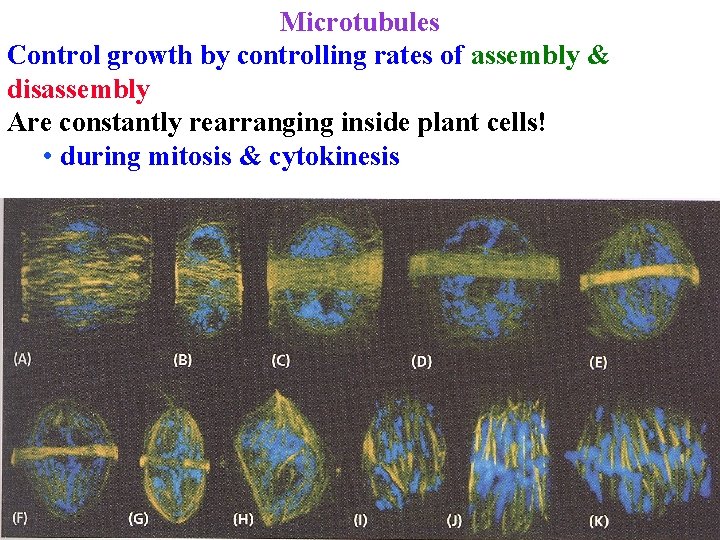 Microtubules Control growth by controlling rates of assembly & disassembly Are constantly rearranging inside