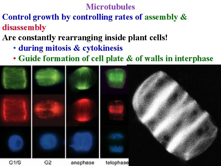 Microtubules Control growth by controlling rates of assembly & disassembly Are constantly rearranging inside