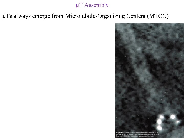 µT Assembly µTs always emerge from Microtubule-Organizing Centers (MTOC) 