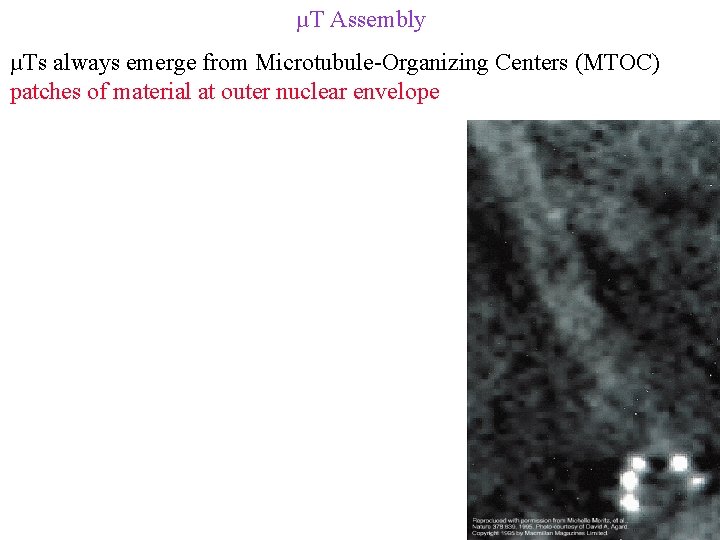 µT Assembly µTs always emerge from Microtubule-Organizing Centers (MTOC) patches of material at outer