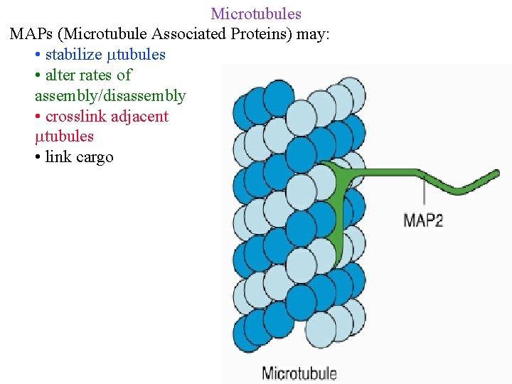 Microtubules MAPs (Microtubule Associated Proteins) may: • stabilize tubules • alter rates of assembly/disassembly