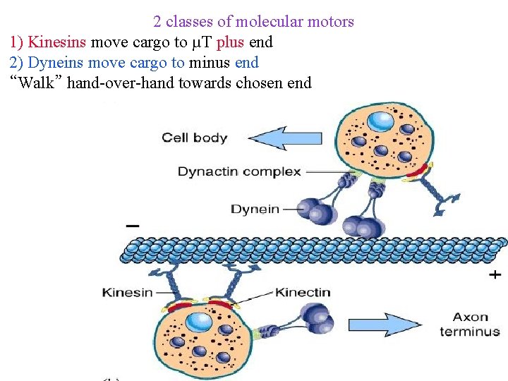 2 classes of molecular motors 1) Kinesins move cargo to µT plus end 2)