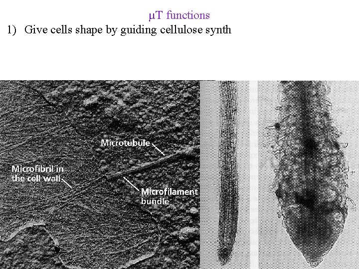 µT functions 1) Give cells shape by guiding cellulose synth 