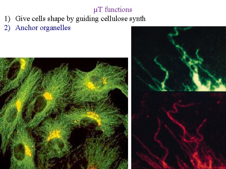 µT functions 1) Give cells shape by guiding cellulose synth 2) Anchor organelles 