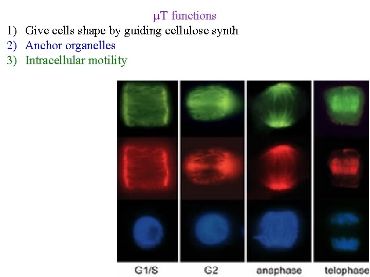 µT functions 1) Give cells shape by guiding cellulose synth 2) Anchor organelles 3)