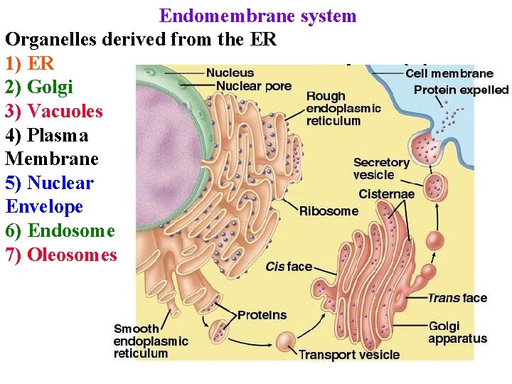 Endomembrane system Organelles derived from the ER 1) ER 2) Golgi 3) Vacuoles 4)