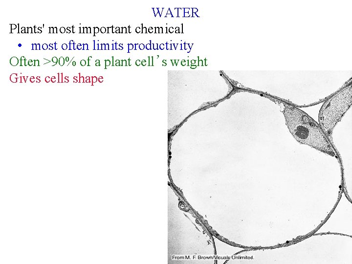 WATER Plants' most important chemical • most often limits productivity Often >90% of a