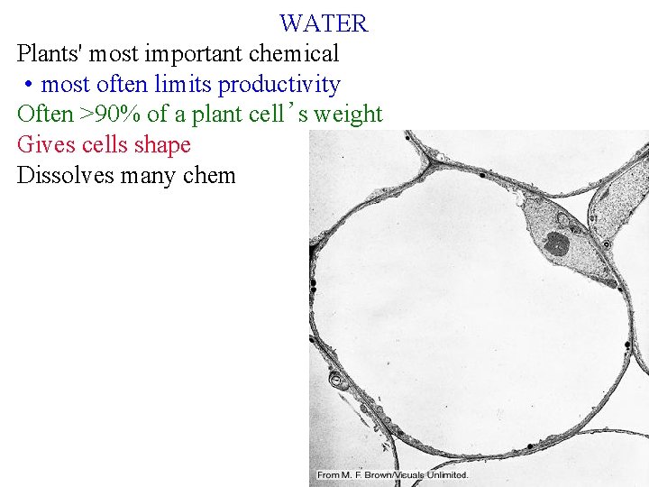 WATER Plants' most important chemical • most often limits productivity Often >90% of a