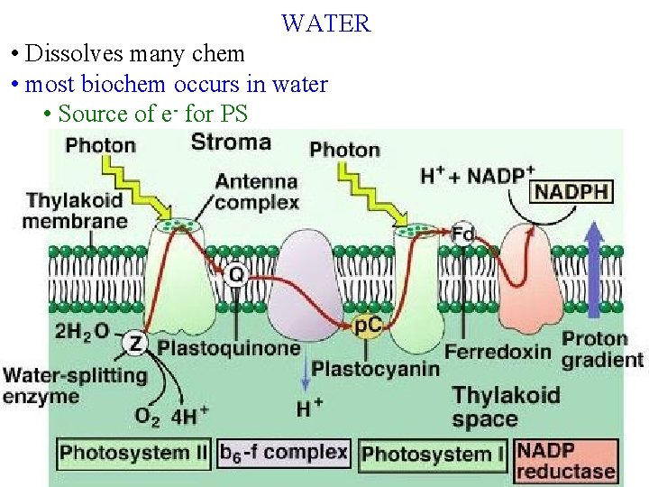 WATER • Dissolves many chem • most biochem occurs in water • Source of