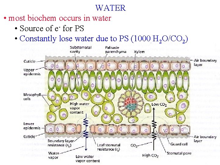 WATER • most biochem occurs in water • Source of e- for PS •