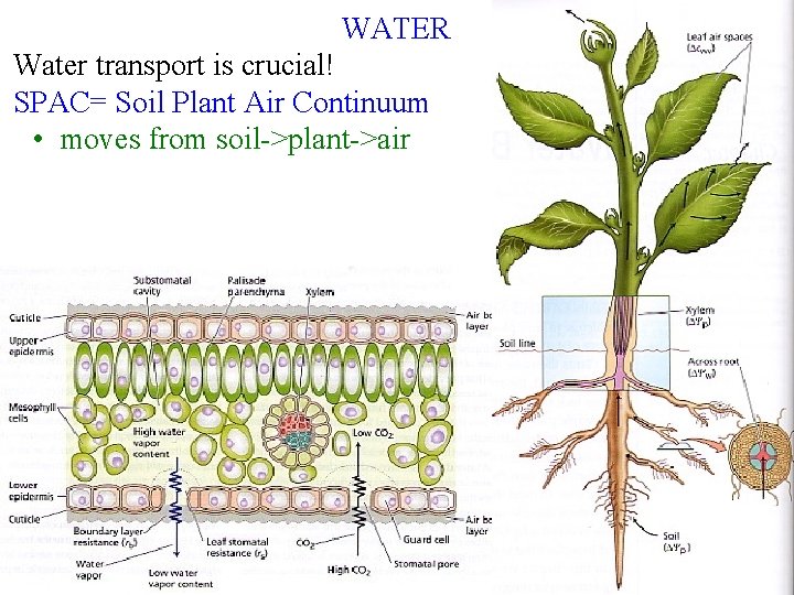 WATER Water transport is crucial! SPAC= Soil Plant Air Continuum • moves from soil->plant->air