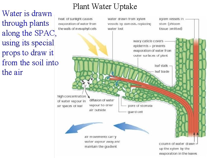 Water is drawn through plants along the SPAC, using its special props to draw