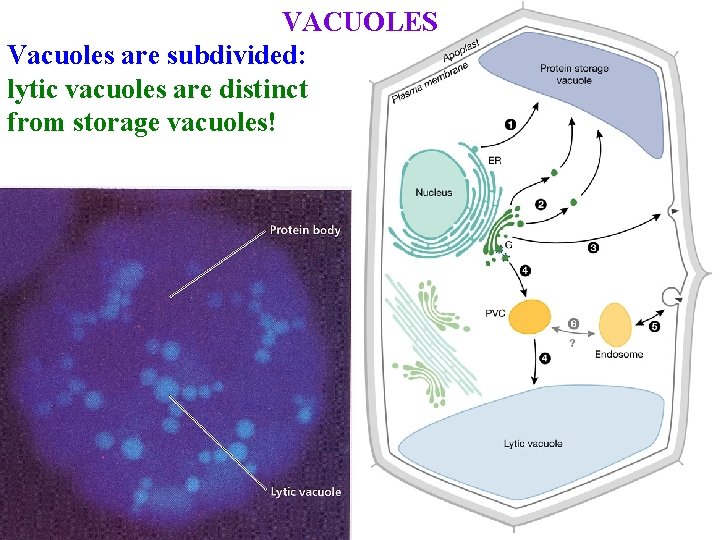 VACUOLES Vacuoles are subdivided: lytic vacuoles are distinct from storage vacuoles! 