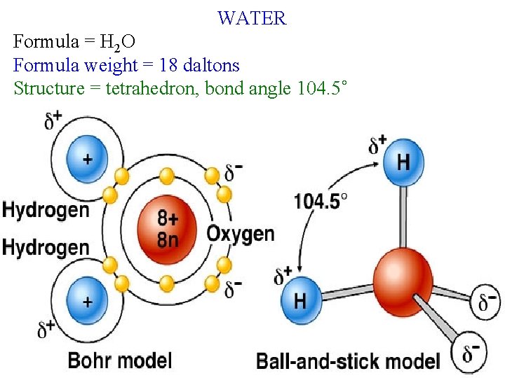 WATER Formula = H 2 O Formula weight = 18 daltons Structure = tetrahedron,