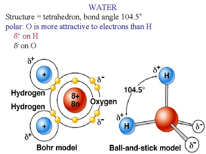 WATER Structure = tetrahedron, bond angle 104. 5˚ polar: O is more attractive to