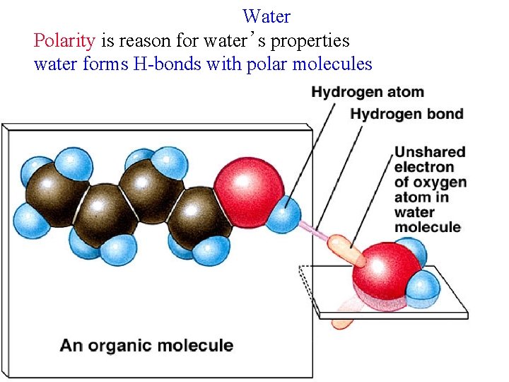 Water Polarity is reason for water’s properties water forms H-bonds with polar molecules 