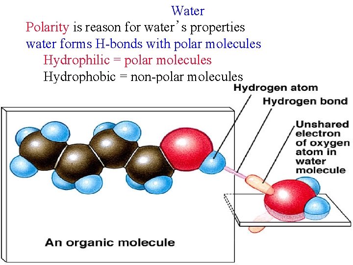 Water Polarity is reason for water’s properties water forms H-bonds with polar molecules Hydrophilic