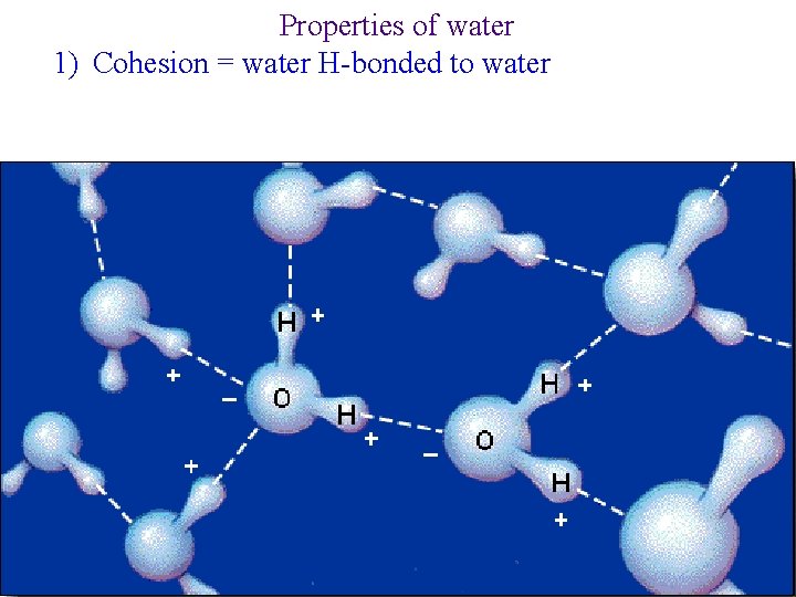 Properties of water 1) Cohesion = water H-bonded to water 