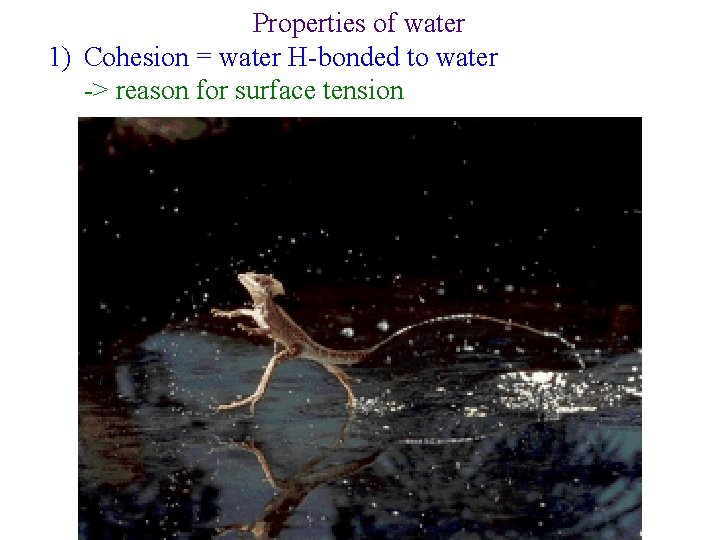 Properties of water 1) Cohesion = water H-bonded to water -> reason for surface