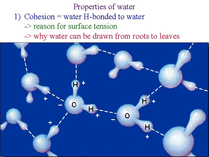 Properties of water 1) Cohesion = water H-bonded to water -> reason for surface