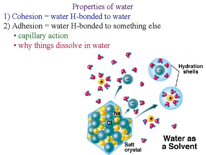 Properties of water 1) Cohesion = water H-bonded to water 2) Adhesion = water