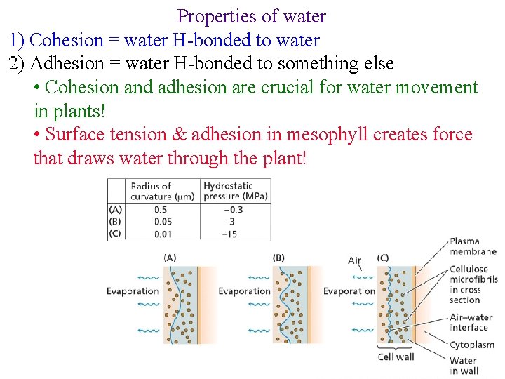 Properties of water 1) Cohesion = water H-bonded to water 2) Adhesion = water