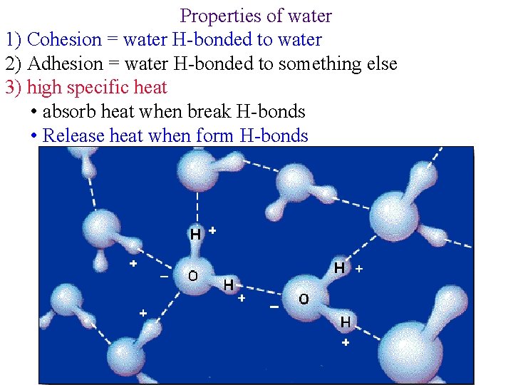 Properties of water 1) Cohesion = water H-bonded to water 2) Adhesion = water