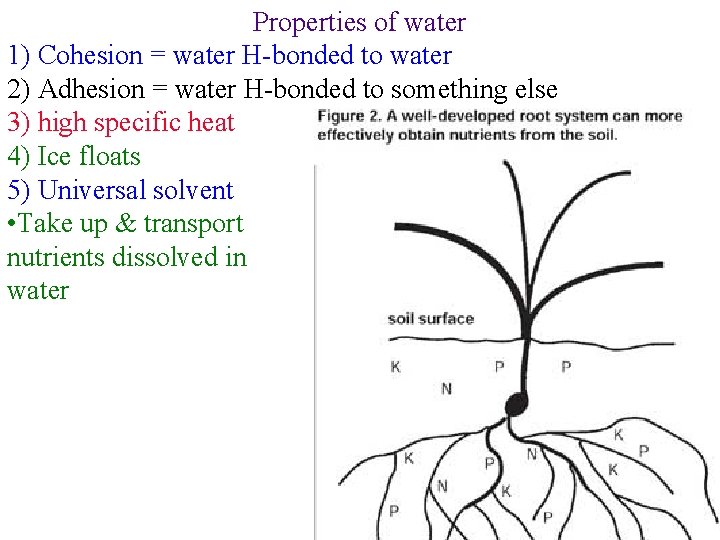 Properties of water 1) Cohesion = water H-bonded to water 2) Adhesion = water
