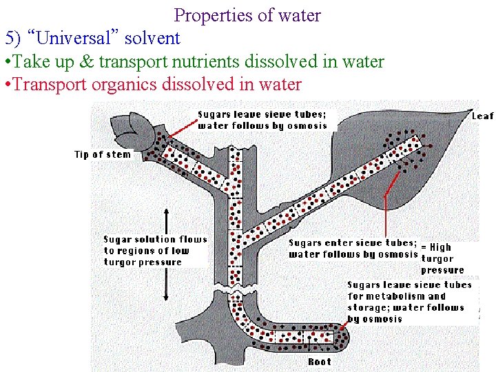 Properties of water 5) “Universal” solvent • Take up & transport nutrients dissolved in