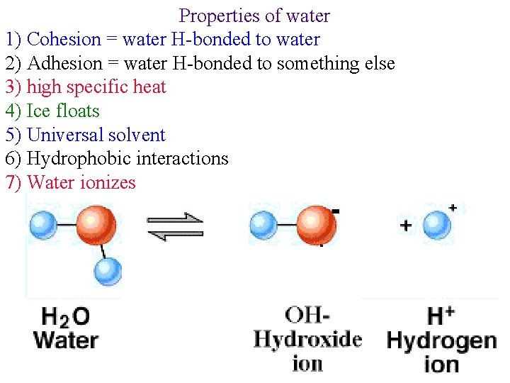 Properties of water 1) Cohesion = water H-bonded to water 2) Adhesion = water