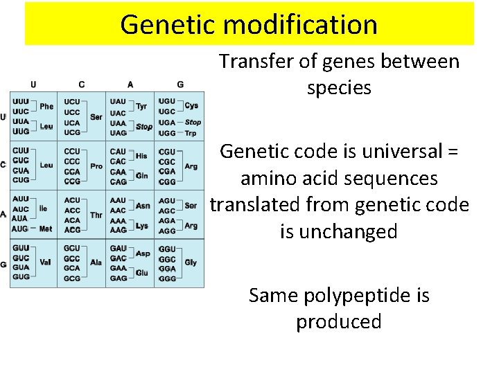 Genetic modification Transfer of genes between species Genetic code is universal = amino acid