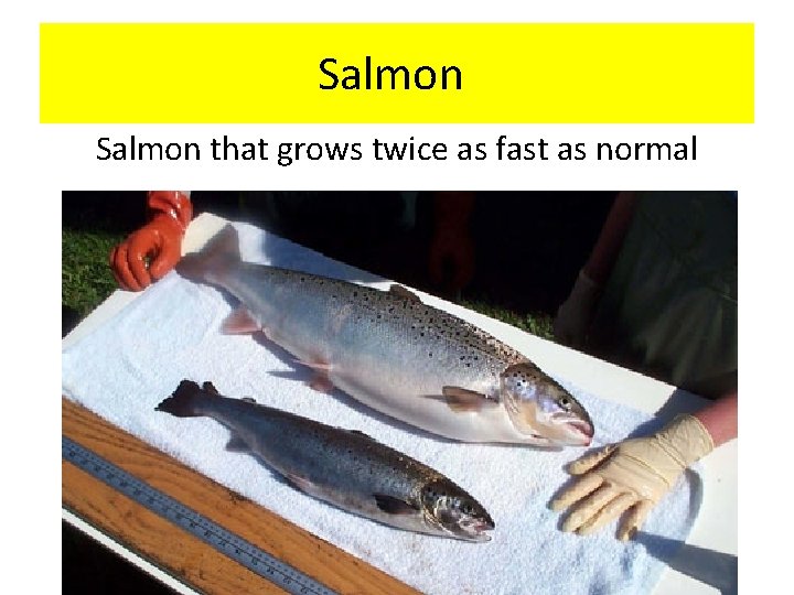 Salmon that grows twice as fast as normal 