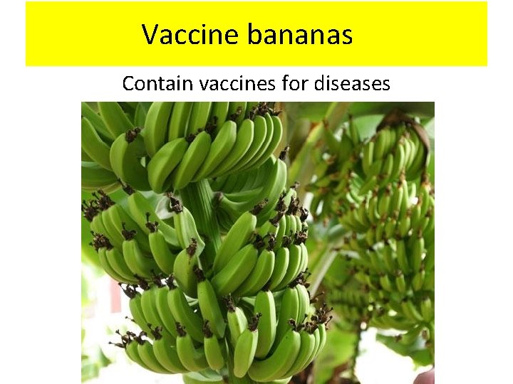 Vaccine bananas Contain vaccines for diseases 
