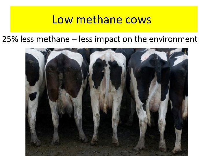 Low methane cows 25% less methane – less impact on the environment 