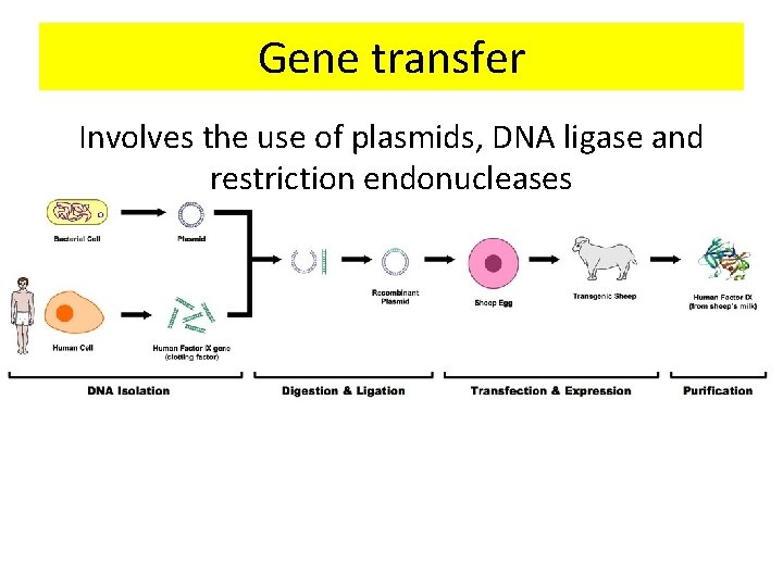 Gene transfer Involves the use of plasmids, DNA ligase and restriction endonucleases 
