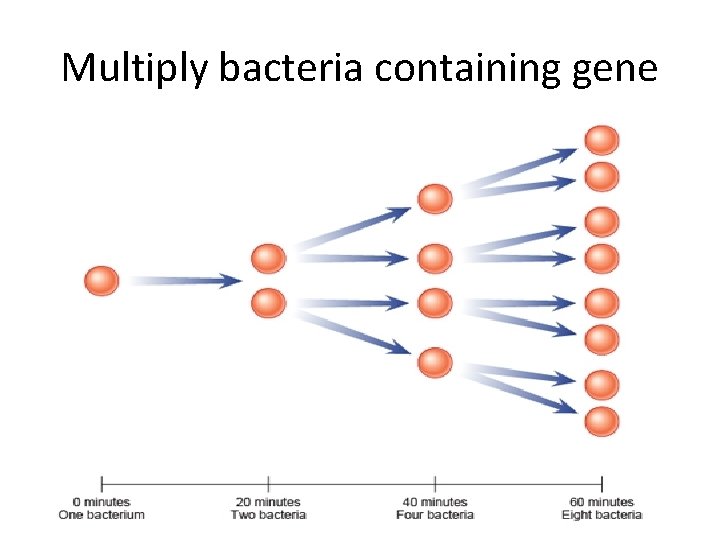 Multiply bacteria containing gene 