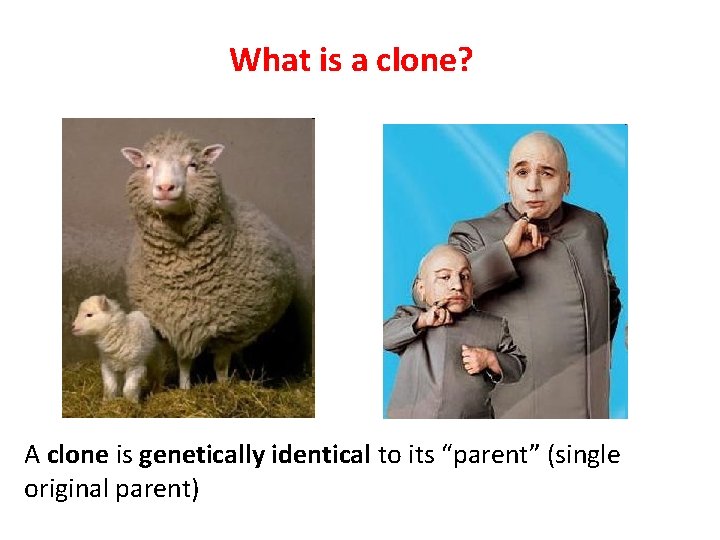 What is a clone? A clone is genetically identical to its “parent” (single original